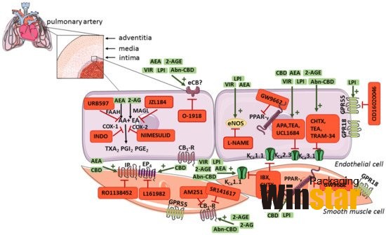 What is the effect of cannabinoids?