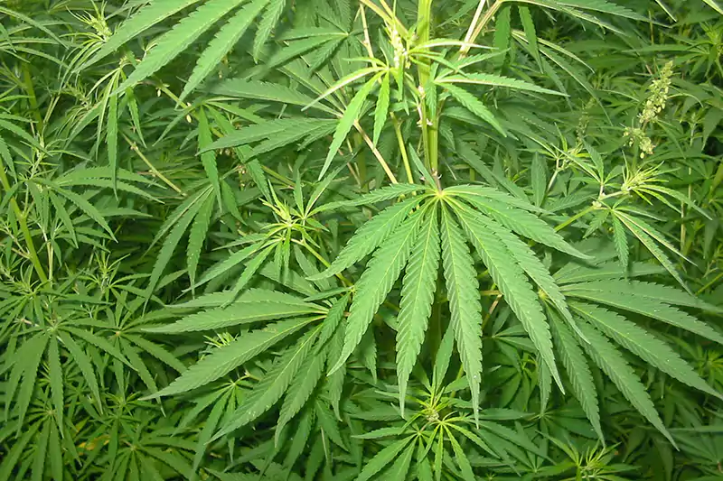 marijuana marijuana