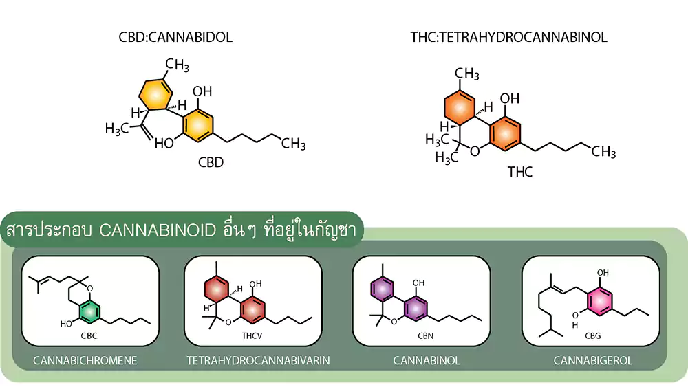cannabis structure