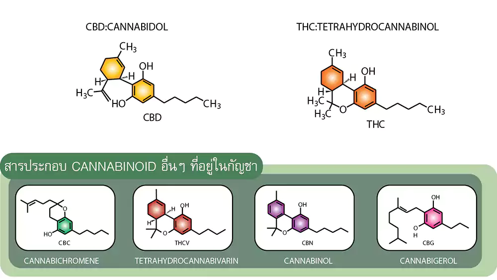 cannabis structure cannabis structure