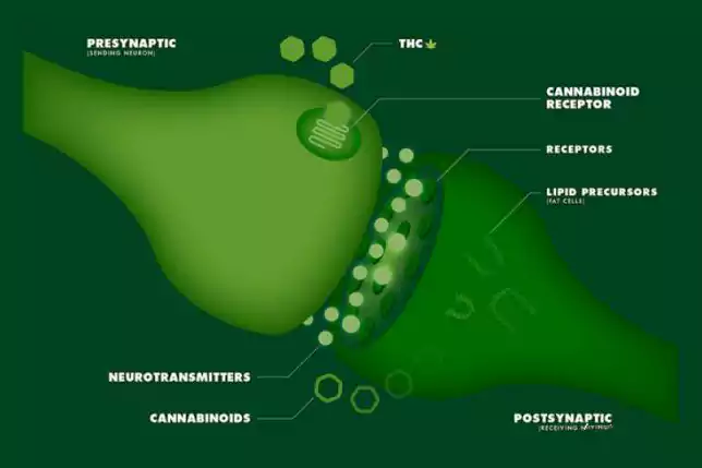 CBD Benefits and Its Side Effects