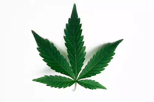 The Complete Guide to Smyth Cannabis- What You Need to Know Before You Buy