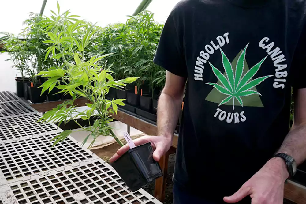 Humboldt Cannabis Farm