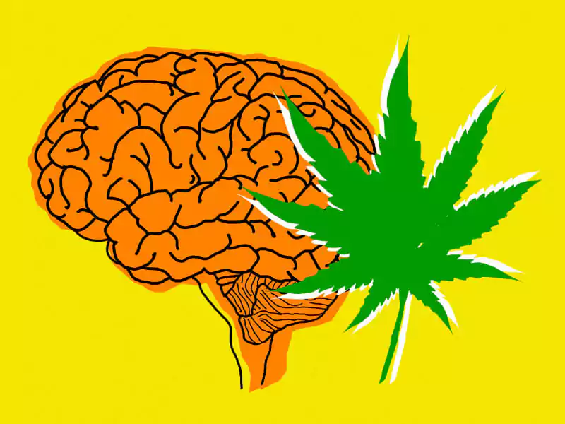 Cannabis and the Brain