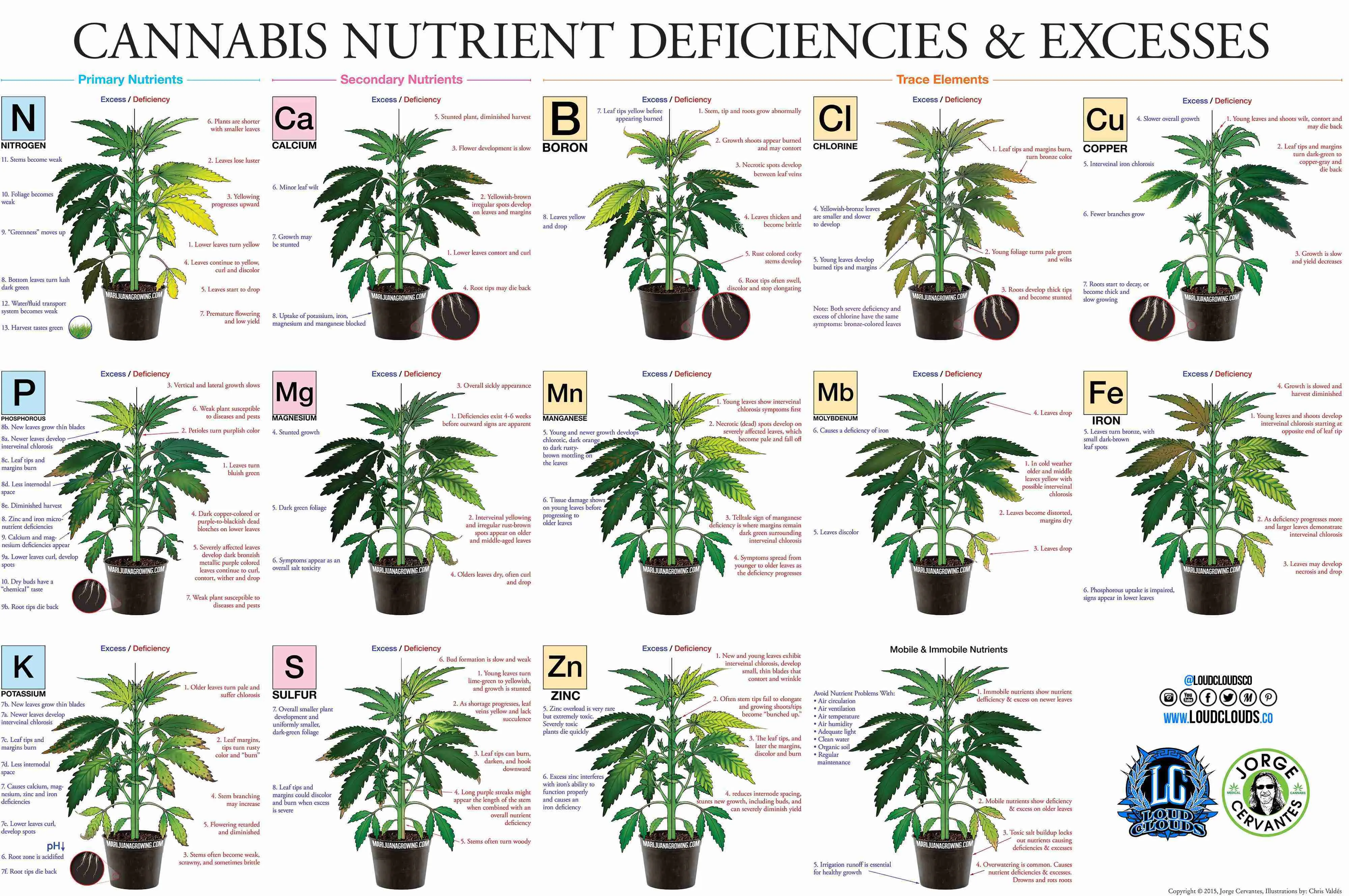 Cannabis Deficiency Chart