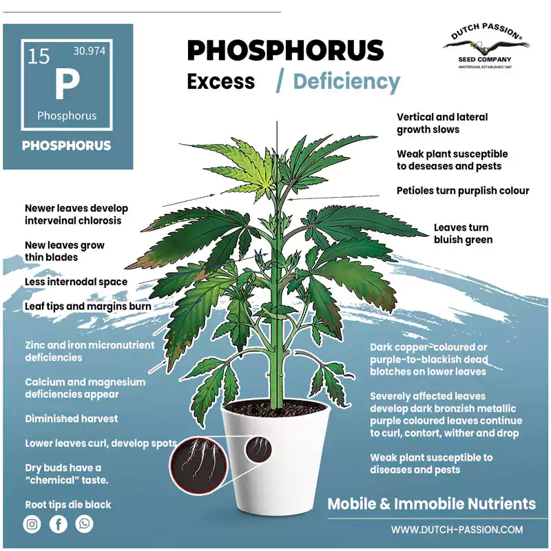 Phosphorus Deficiency Phosphorus Deficiency