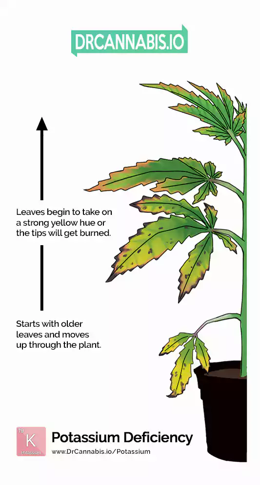 Phosphorus Deficiency Phosphorus Deficiency
