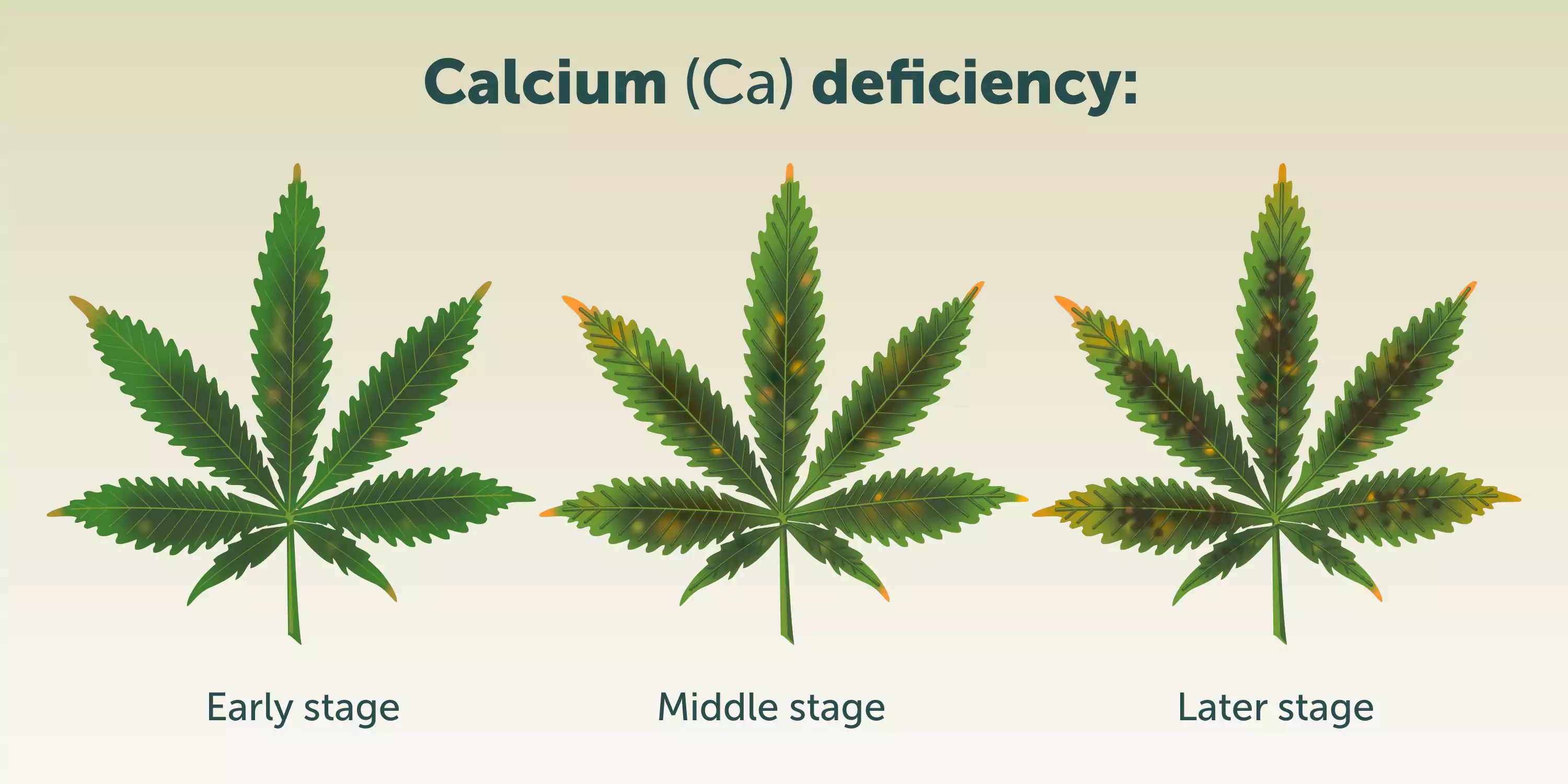 Calcium Deficiency Calcium Deficiency