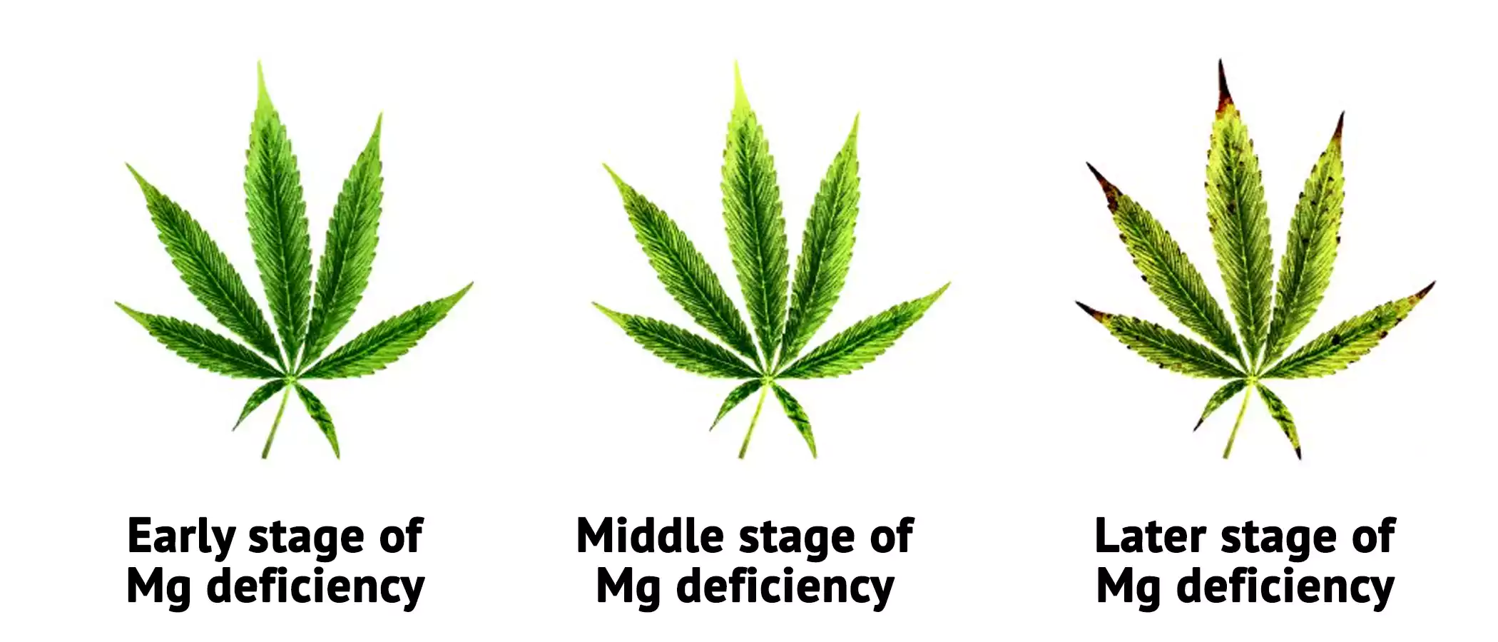 Magnesium Deficiency Magnesium Deficiency