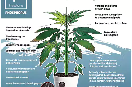 The Cannabis Deficiency Chart: A Comprehensive Guide