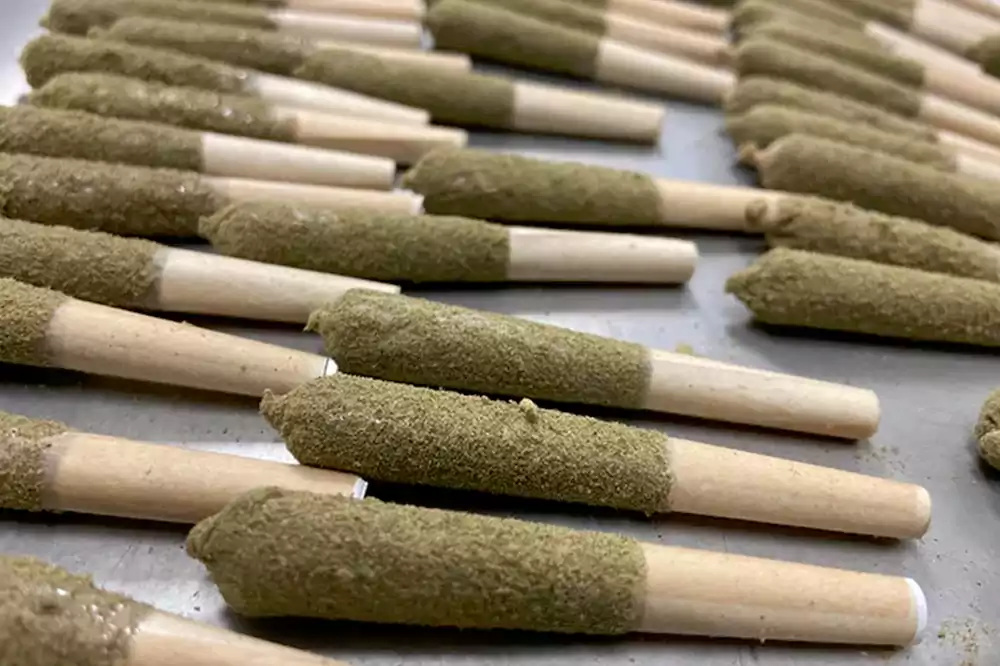 Introduction:  Pre-rolled blunts have gained increasing popularity in cannabis culture in recent years. In this article, we will provide a detailed explanation of the meaning and definition of pre-rolled blunts, as well as explore their prevalence among cannabis consumers and the market demand. Through authoritative arguments and factual evidence, we will delve into the significance behind pre-rolled blunts.  Paragraph 1: Definition and Characteristics of Pre-Rolled Blunts  Pre-rolled blunts are pre-made cannabis rolls filled with ground marijuana flowers and wrapped in tobacco leaves. They offer a more convenient and accessible alternative to traditional hand-rolled cigarettes. Typically, pre-rolled blunts are sold in well-packaged forms at stores or cannabis distribution points.  Paragraph 2: Popularity and Market Demand for Pre-Rolled Blunts  In recent years, pre-rolled blunts have experienced a sharp rise in popularity within cannabis culture. This can be attributed to various factors, including the increasing legalization of cannabis, consumer demand for convenience, and a lack of proficiency in traditional hand-rolling techniques. Pre-rolled blunts are also favored due to their consistent burn and ease of use. Furthermore, the packaging and branding of pre-rolled blunts have contributed to their wider market demand.  Paragraph 3: The Significance Behind Pre-Rolled Blunts  Convenience and Portability: One of the primary advantages of pre-rolled blunts is their convenience and portability. They can be used anytime, anywhere without the need for additional equipment or skills, making them an ideal choice for travel, outdoor activities, or social gatherings.  Consistency and Control: Pre-rolled blunts, being professionally made, offer a more consistent burning and flavor experience. They provide a significant advantage for individuals unfamiliar with hand-rolling techniques or those seeking a more controlled cannabis consumption experience.  Social Sharing and Brand Culture: Pre-rolled blunts also play a significant role in cannabis social sharing. They become objects of sharing and passing among friends and are part of the cannabis brand culture. Consumers can choose their preferred brands and flavors, reflecting their demand for personalization and diversity.  Paragraph 4: Development and Future Trends of Pre-Rolled Blunts  The pre-rolled blunt market is continuously growing. More cannabis brands and manufacturers are producing pre-rolled blunts to meet the needs of diverse consumers. Packaging, flavors, and user experience associated with pre-rolled blunts are also subject to ongoing innovation and improvement. It is expected that pre-rolled blunts will continue to be favored by cannabis consumers and hold a significant position in the cannabis market in the future.  Conclusion:  Pre-rolled blunts have emerged as convenient, controllable, and socially shareable cannabis consumption products, playing an important role in cannabis culture. Their increasing popularity and market demand can be attributed to their convenience, consistency, and the desire for personalization and diversity among cannabis consumers. The development trends of pre-rolled blunts indicate that they will continue to be embraced by cannabis consumers and have a significant impact in the cannabis market.  Note: The information provided in this article reflects general observations, and specific laws and regulations may vary in different regions. It is important to understand and comply with local laws and regulations before using or purchasing pre-rolled blunts.