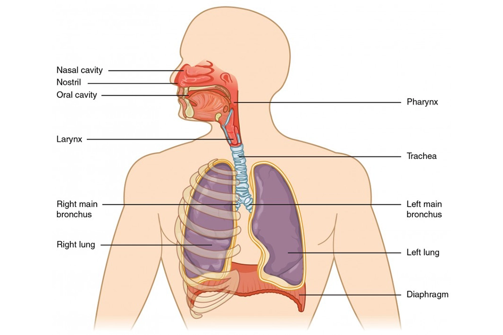 Respiratory System