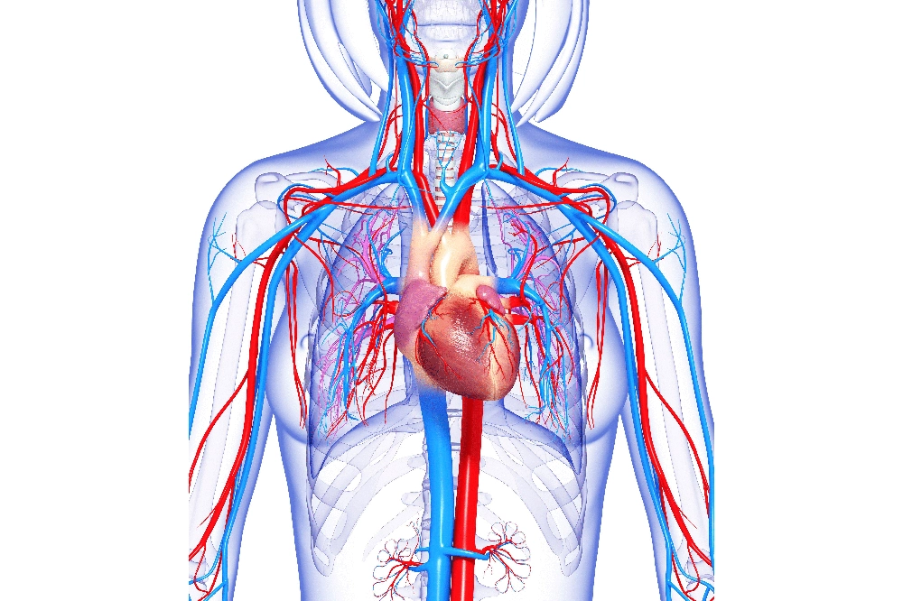 Cardiovascular System