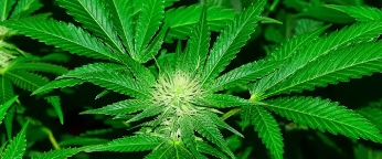When can you sell cannabis.jpg