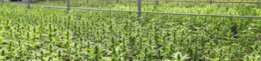 cannabis industry.jpg