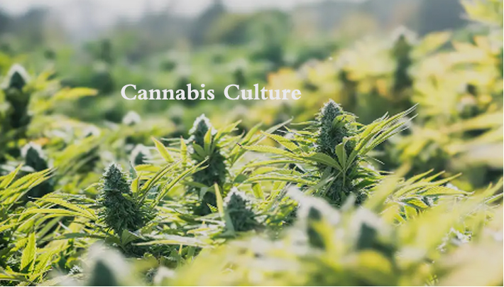 cannabis culture.jpg