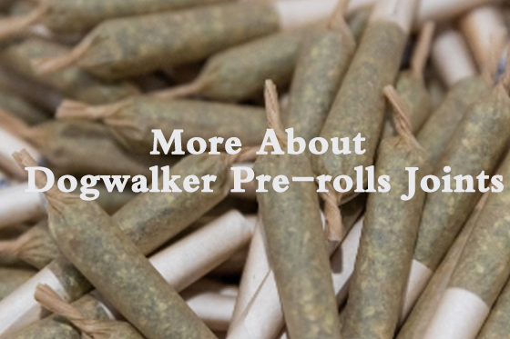 Information About Dogwalker Pre-rolls Joints in the Cannabis Industry