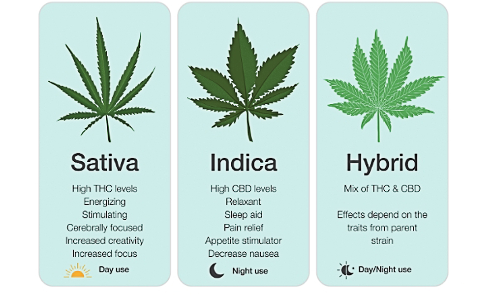 marijuana train types cannabis flower.jpg