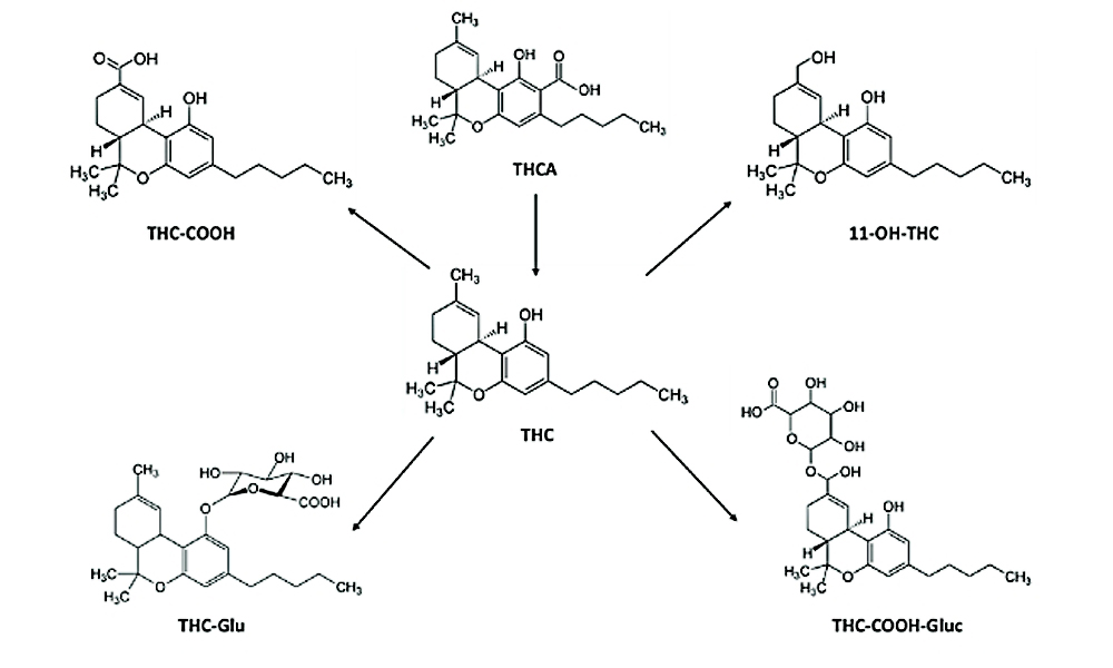 THC (Tetrahydrocannabinol).jpg
