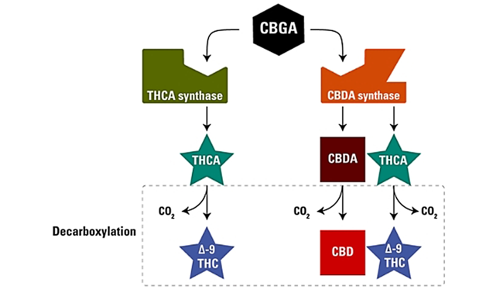THC and CBD Interpreting Ratios.jpg