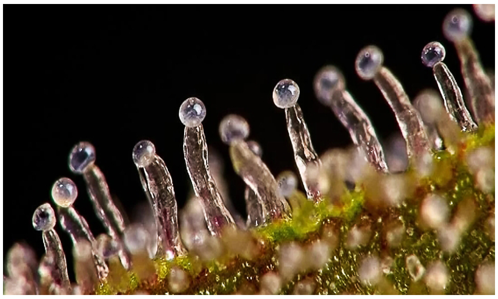pre roll trichome.jpg