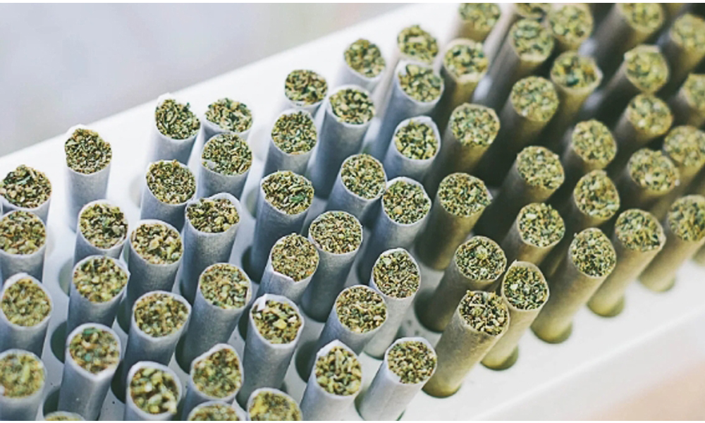 cannabis marijuana flower appearance.jpg