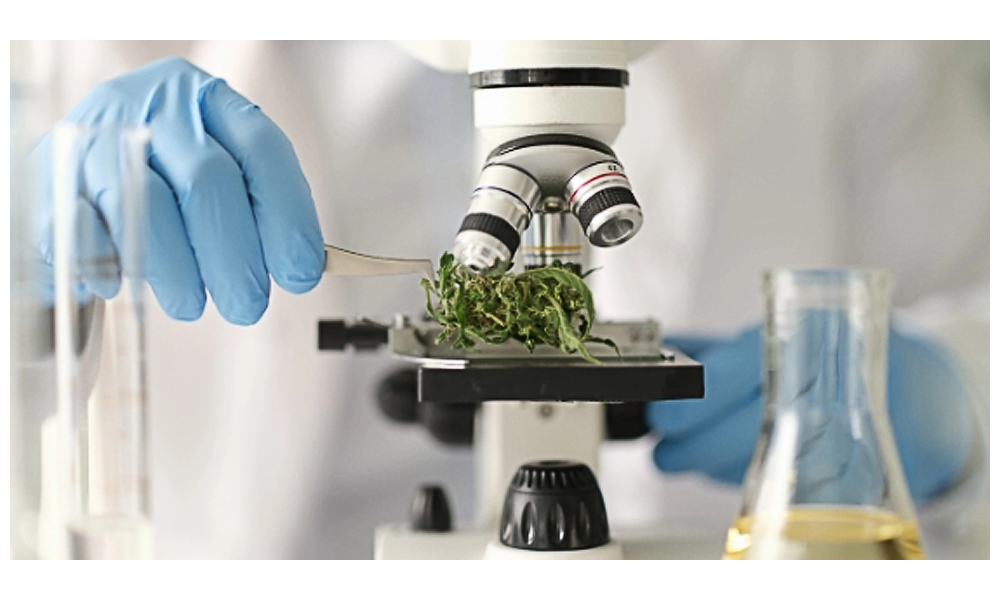 marijuana lab testing.jpg