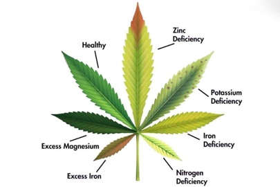 Why Is Cannabis Deficient In Magnesium And Calcium?